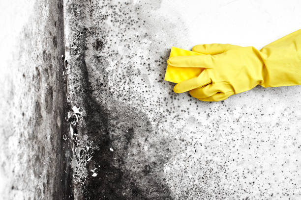 Best Water Damage & Mold Remediation  in Sanborn, NY